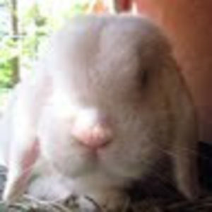 Meet your Posher, Lucero